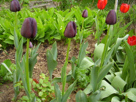 Fekete tulipán és társai