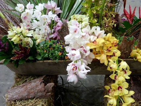orchidea kiálítás 2012 3