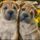 Borzalmas__1424505_7705_t