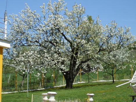 Cseresznye fa virágzása