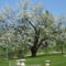 Cseresznye fa virágzása