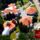Orchidea_hotel_1_1424938_4146_t