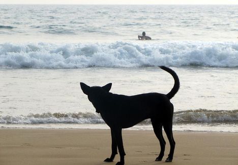 Cejlon - kutya a tengerparton