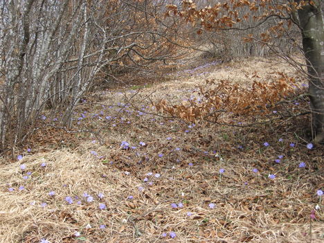 Erdei kék virágok