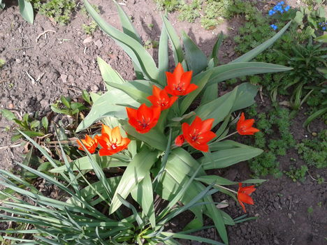 Mini tulipánok