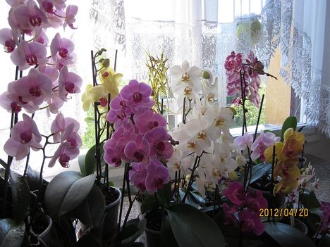 Virágzó orchideáim