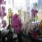 Virágzó orchideáim