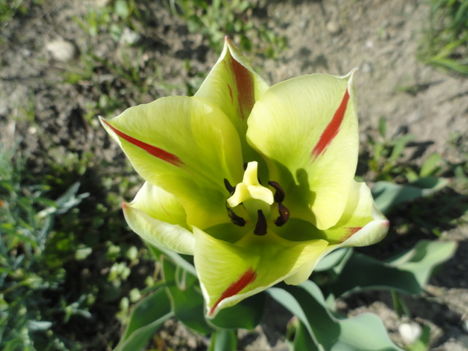 DSC07640; Flaming springgeen Viridiflora tulips