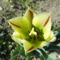 DSC07640; Flaming springgeen Viridiflora tulips