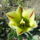 Dsc07640_flaming_springgeen_viridiflora_tulips_1426756_2731_t