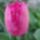 Tulipan-001_1426055_9006_t