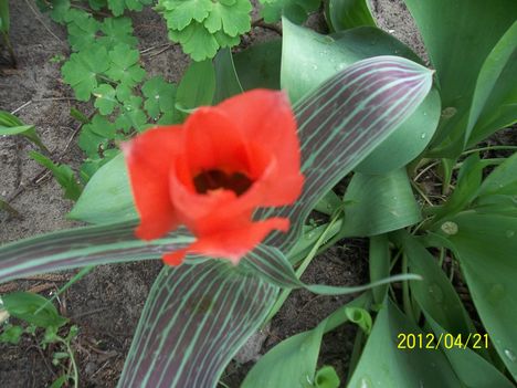 botanikai tulipán