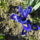 Dsc06830_iris_reticulata_joyce_1427053_4808_t