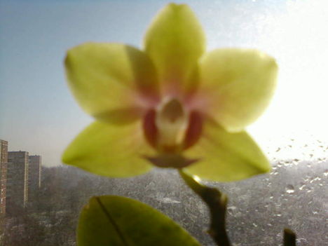 saját nevelésű orchidea