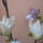 Sarga_magnolia_1427173_2341_t