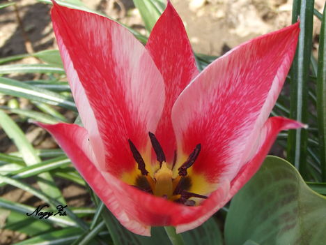 tulip csik nyitott
