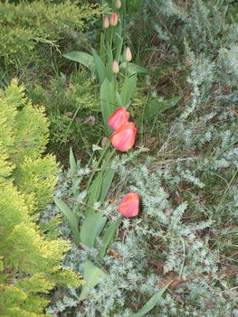 tulipános örökzöldek fogságában