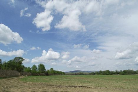 Partifecske fészkelőhely a Tiszán túra