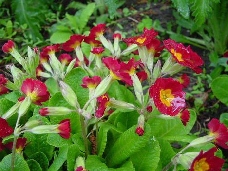 Primula