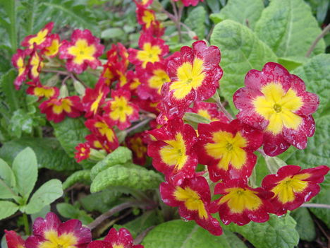 Primula