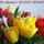 Szeretettel_koszontom_gyorgy_nevu_kedves_klubtarsainkat_es_latogatonkat_1428299_1673_t