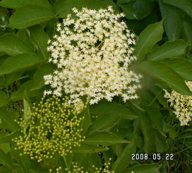 Bodza - Sambucus nigra