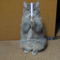 Borbéj macsek_vagy Jedi_161_500_gif