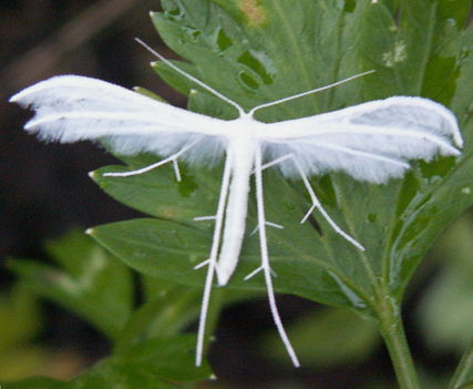 Fehér tollas molylepke - Pterophorus pentadactyla