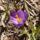 Krokusz__crocus_142497_92320_t