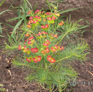 Kutyatej - Euphorbia cypariassias
