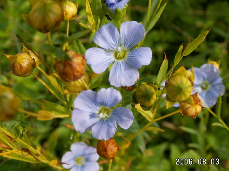 Len - Linum Usitatissimum