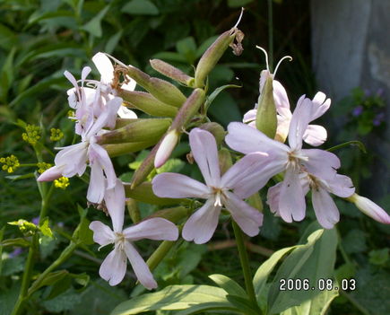 Szappanfű - Saponaria officinalis
