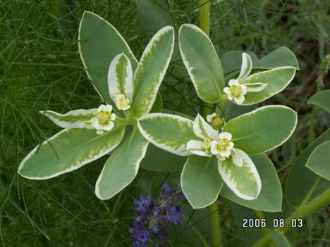 Tarka kutyatej - Euphorbia marginata