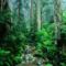 Webb_Creek_Tamalpais_State_Park_California