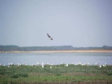 HORTOBÁGY