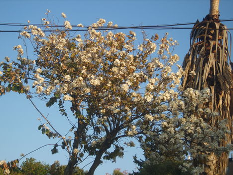 Magnolia fa.
