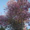 Magnolia vitagzas.