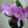 Viragzas___13-006_1431357_4445_t