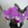 Viragzas___15-005_1431359_9496_t