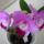 Viragzas___18-003_1431362_2949_t