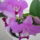 Viragzas___2-010_1431346_7837_t