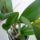 Viragzas___20-002_1431364_2266_t