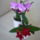 Viragzas___21-002_1431365_5674_t