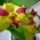Viragzas___23-002_1431367_8323_t