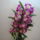 Viragzas___24_1431368_6468_t