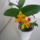 Viragzas___26_1431370_5819_t