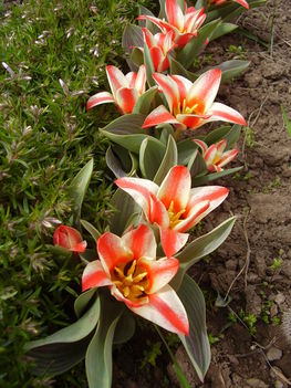 Botanikai tulipán