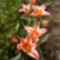 Botanikai tulipán