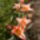 Botanikai_tulipan_1432142_6004_t