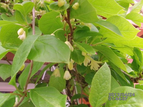 Életbogyó virága=SCHISANDRA CHINENSIS